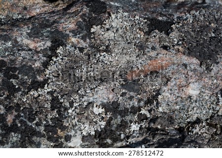 Northern stone texture and background. Granite. Quartz. Quartzite. Mica. Marble. Shungite. Basalt. Black moss and lichen.