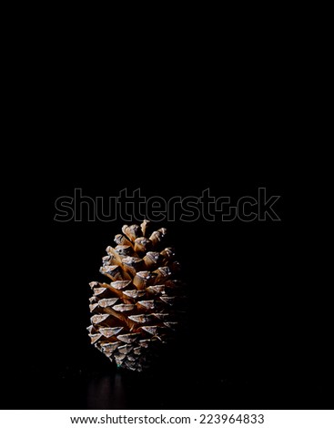 Pine cone on dark black background christmas decoration