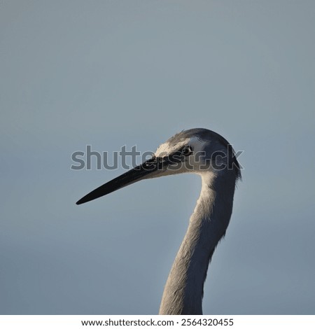 Similar – Image, Stock Photo Heron against the light