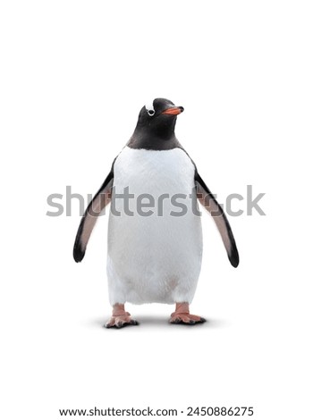 Similar – Image, Stock Photo penguin Animal