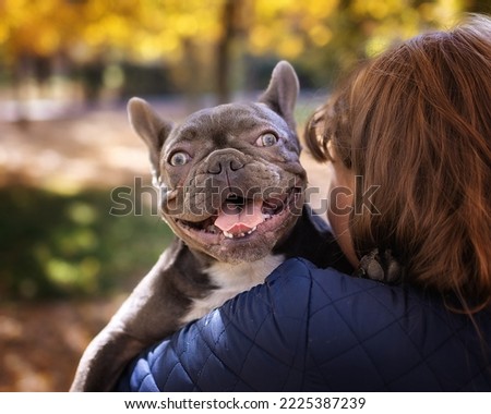 Image, Stock Photo French Bulldog with young woman in headphones smiling while lying on the couch