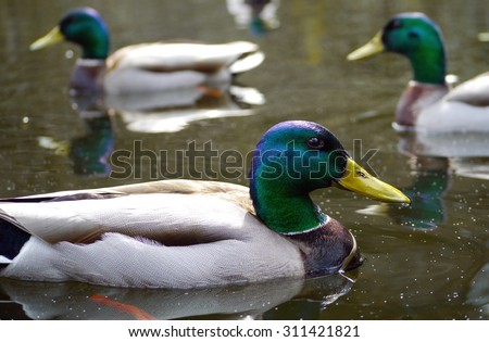 Male Mallard duck viewed sideways with two out of focus males in the background