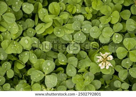 Similar – Image, Stock Photo Shamrock after the summer rain