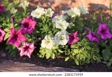 Similar – Image, Stock Photo flowering petunias