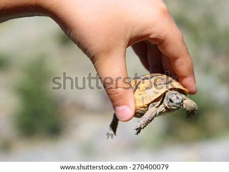 little turtle with yellow shell in hand large