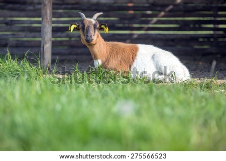 A goat is laying down in a barn