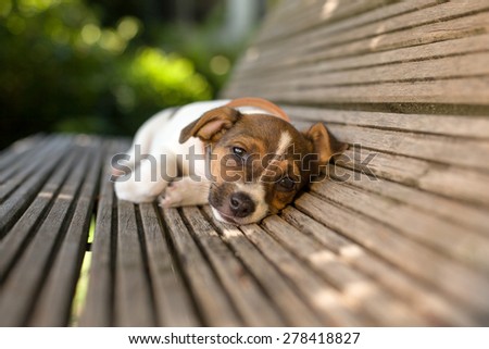 A lazy puppy with funny ears is laying down on a wooden bench