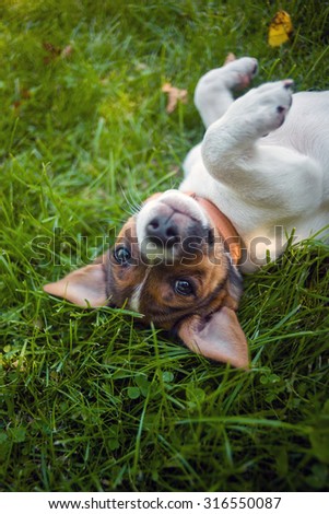 A little jack russel puppy is laying humble on the grass and looks you naughty into the eyes
