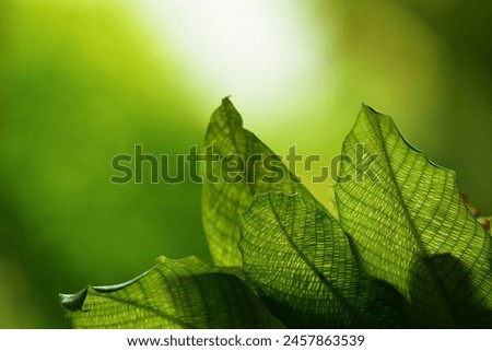 Similar – Image, Stock Photo Environment Nature