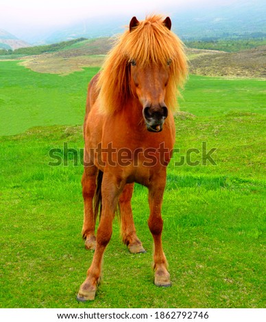 Icelandic Horse, reddish coat, Adorable sorrel horse mare with thick mane and long bangs grazing on green grass pasture in Iceland. Equus ferus caballus portrait. Famous five-gaited breed. Foto d'archivio © 