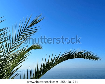 Similar – Image, Stock Photo Palm leaves against blue sky