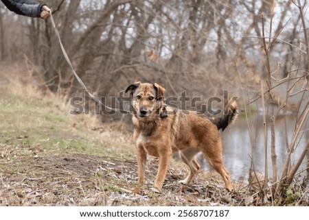 Similar – Foto Bild Glücklicher Mischlingshund geht auf der Straße