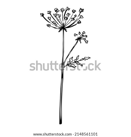 Hand drawn doodle queen anne's lace. Vector wildflower sketch. Plant in realistic style. Outline.