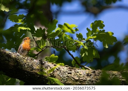 Image, Stock Photo Robin in a tree