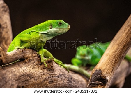 Similar – Image, Stock Photo Endangered Green Iguana in Tree, Guadeloupe, Caribbean