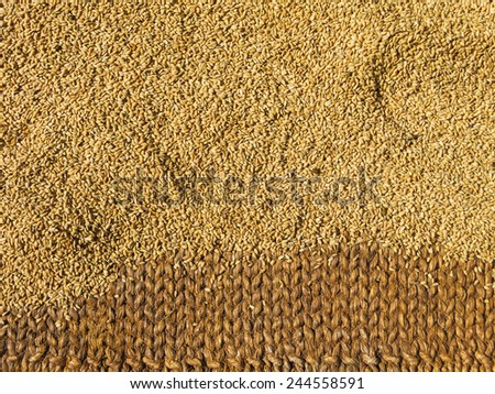 Brown rice drying  in the sun