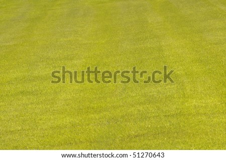 Perfectly mowed lawn