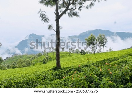 Similar – Image, Stock Photo Bush between blue and gray