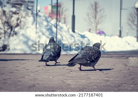 Similar – Image, Stock Photo Two doves on cobblestone