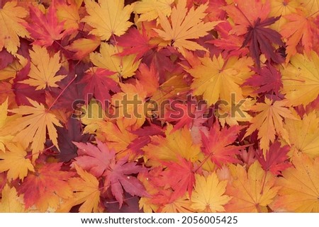 Fall foliage of Korean maple (Acer pseudosieboldianum, purplebloom maple). Red, orange and golden yellow autumn leaves lying on the ground under the tree. Natural seasonal color background, top view. Stockfoto © 