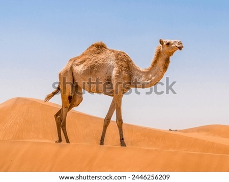 Image, Stock Photo dromedary Dromedary Camel