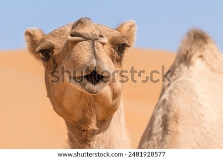 Similar – Image, Stock Photo dromedary Dromedary Camel