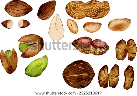 Set of Watercolor Nuts and Seed. Walnut, Pistachio. Hazelnut. Macadamia Nut. Cashew