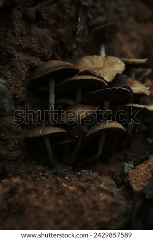 Similar – Image, Stock Photo Toadstool grows behind a mysterious light green spot on the forest floor