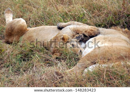 two lions embrace each other while they sleep in the high grass of Africa\'s savannah l