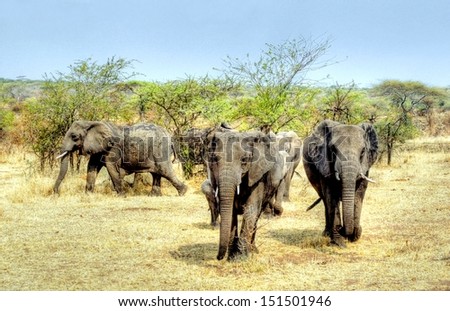 hdr image of a big group of elephants on the move in Africa