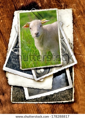 pile of old vintage photographs with on top a colorful image of a new born lamb on the countryside