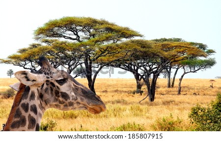 african landscape with acacia trees  and a giraffe passing by