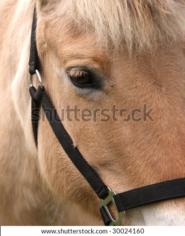 head profile of a horse