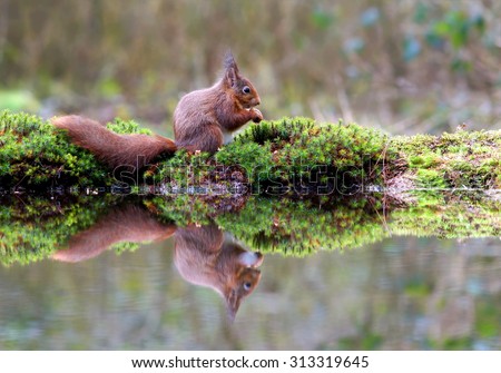 little red squirrel  in the forest searching for some food by the waterside what created a beautiful reflection in the water