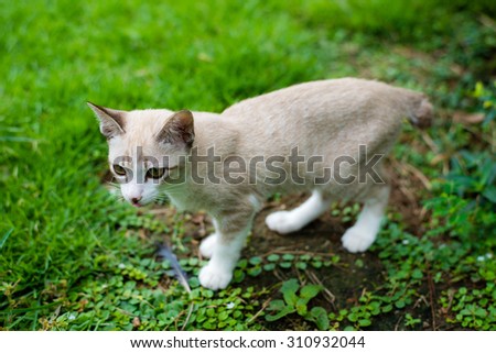 Cute brown kitten in garden