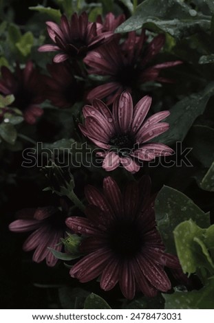 Image, Stock Photo purple flowers on dark watery background