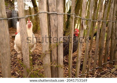 Similar – Foto Bild Hühner hinter dem Zaun in einem Hühnerstall. schwarz-weißes Huhn in kleinem Käfig