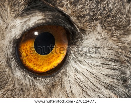 Eye of eagle owll (Bubo bubo) Strigidae family.
