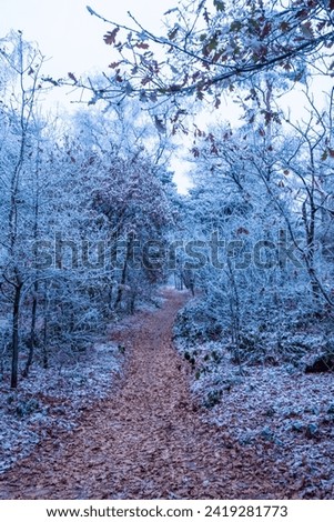 Similar – Image, Stock Photo Forest path in winter with mud and large puddles in which the trees are reflected