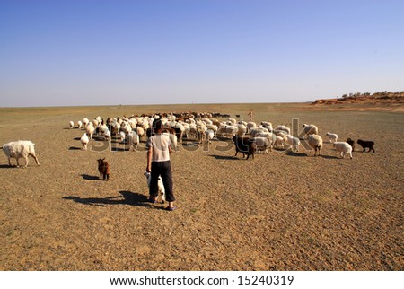 Young shepherd herding sheep and goats in the Gobi Desert, Mongolia