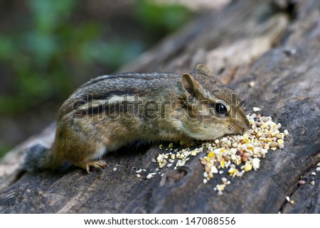 Forest chipmunk eating seeds on a fallen log