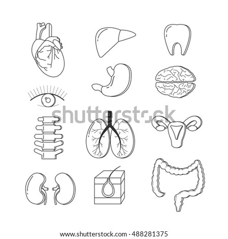 Set Of Human Body Organs. Anatomy Design Elements And Icons Isolated On ...