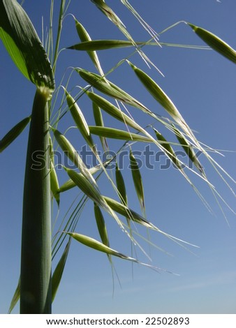 Oat plant with panicles