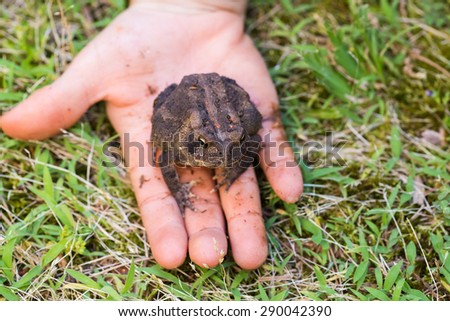 American toad in child\'s hand on green grass background