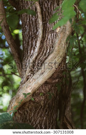 Curved vine on a tree trunk merging with tree