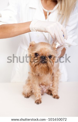 Veterinarian inspects a little dog breed Griffon Bruxellois