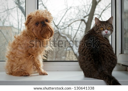 Striped, gray cat and dog  sitting on the window