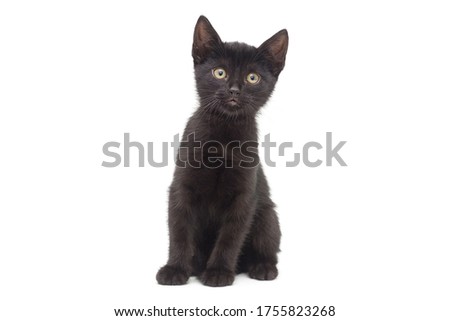 Similar – Image, Stock Photo cute black kitten on black background tilting head portrait