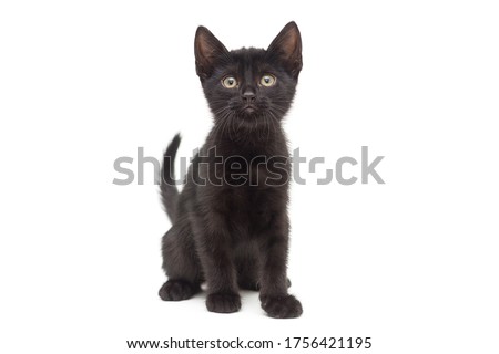 Similar – Image, Stock Photo cute black kitten on black background tilting head portrait