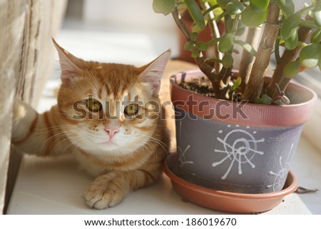 Red cat lies on the windowsill next to the flower pot